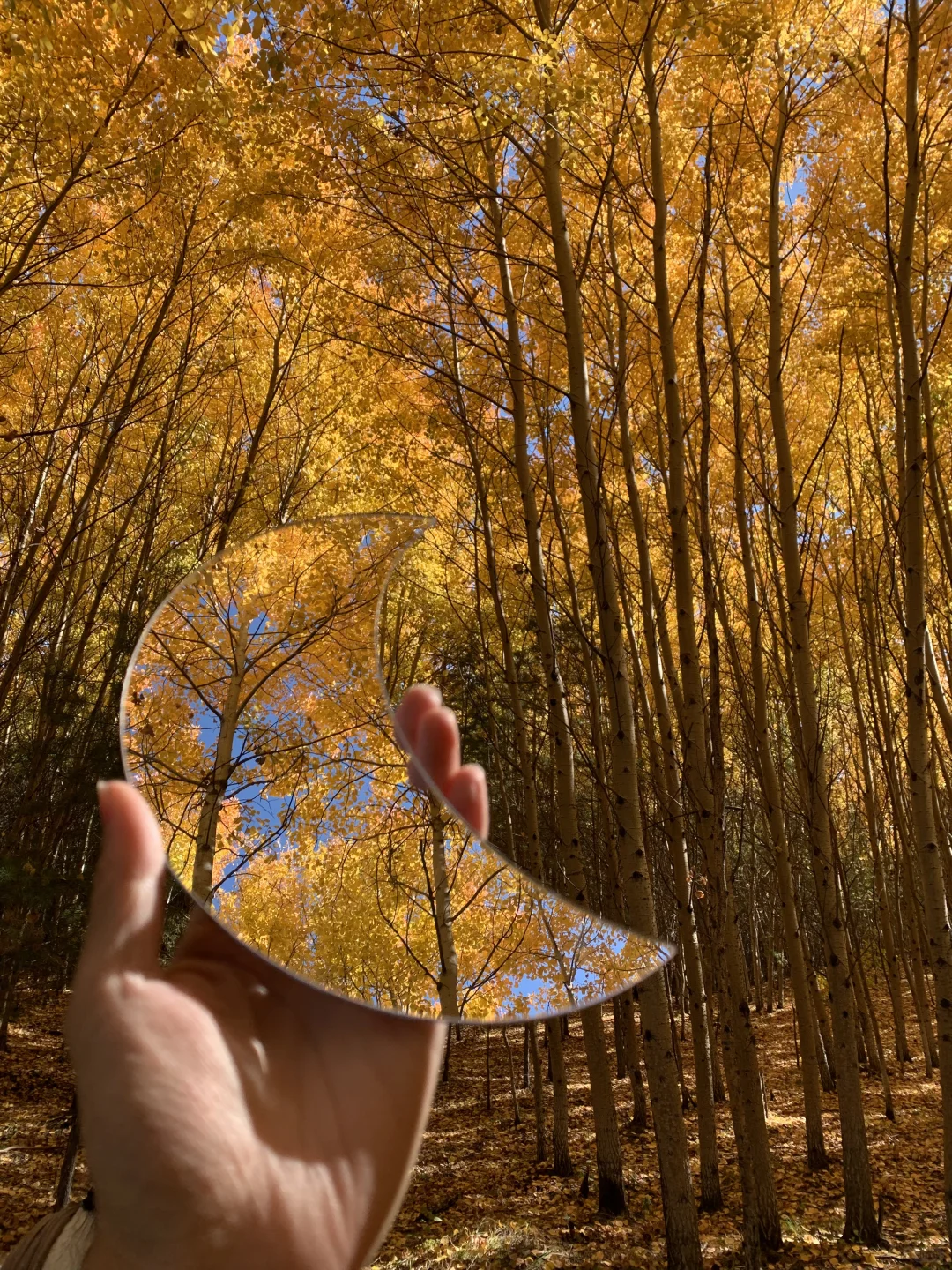 🍃原来秋天在我手里🍂