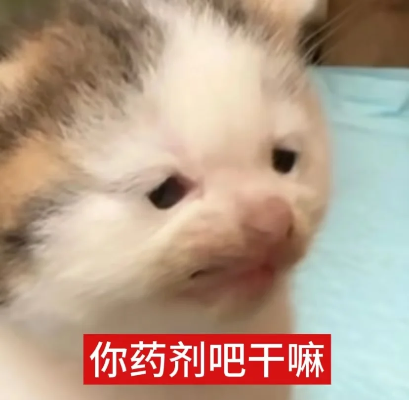 表情包|审咪积累
