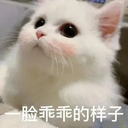 可爱猫猫表情包1