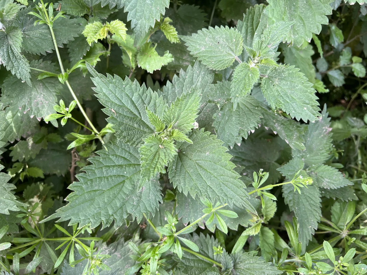 我在英国钻小树林,结果下半身疼了一整天….