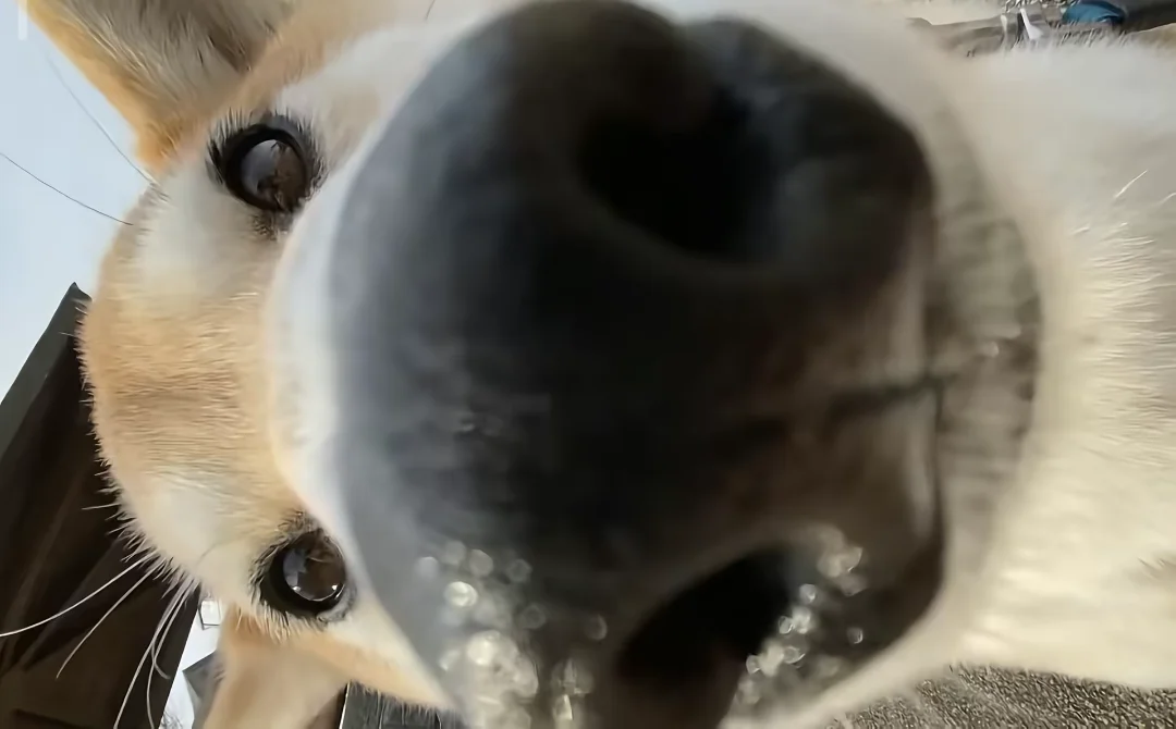 小米17pro系列背屏壁纸