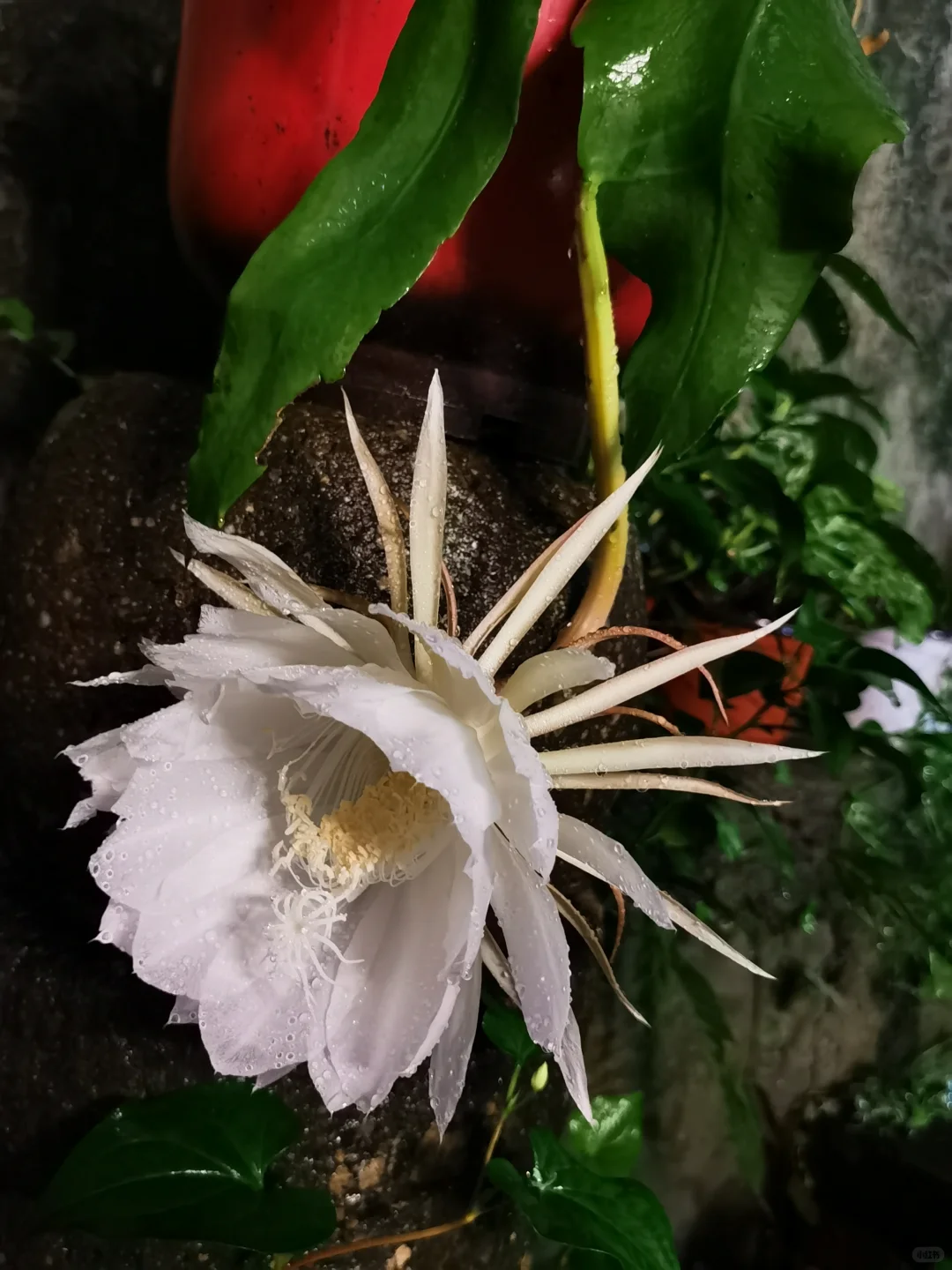 ✨昙花之夜:守候那一刹那的绝美绽放✨