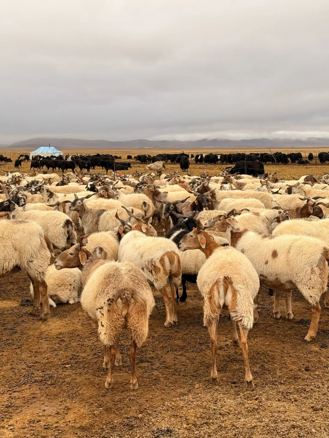 “来自大自然的孩子”🏔️