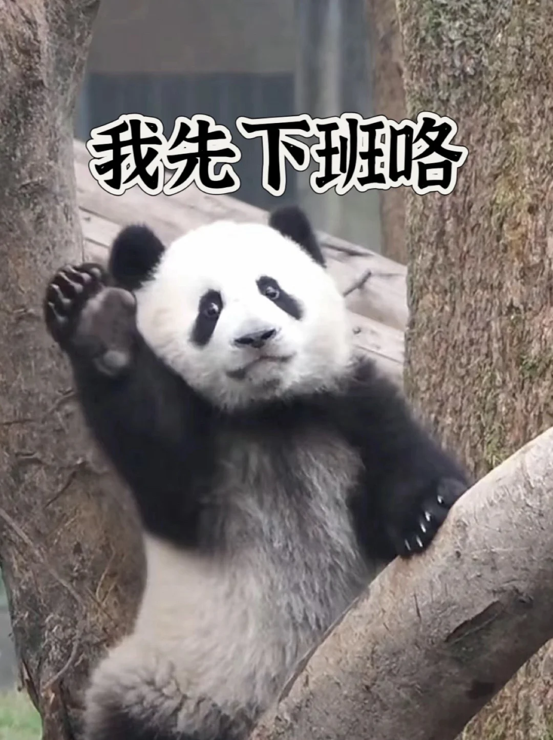 这周六天班，苍天啊啊啊啊啊啊啊啊啊啊