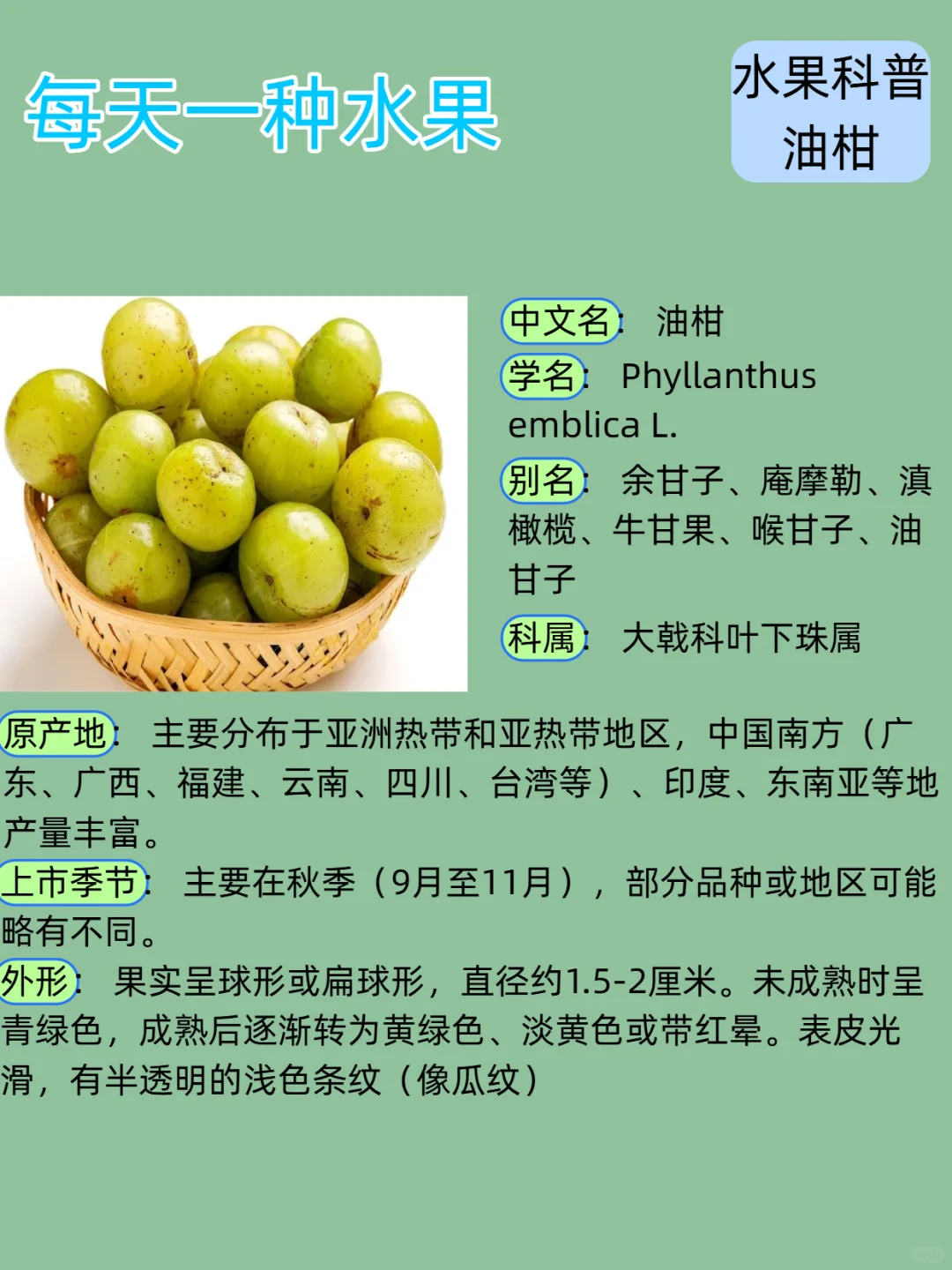 每日新知识--油柑