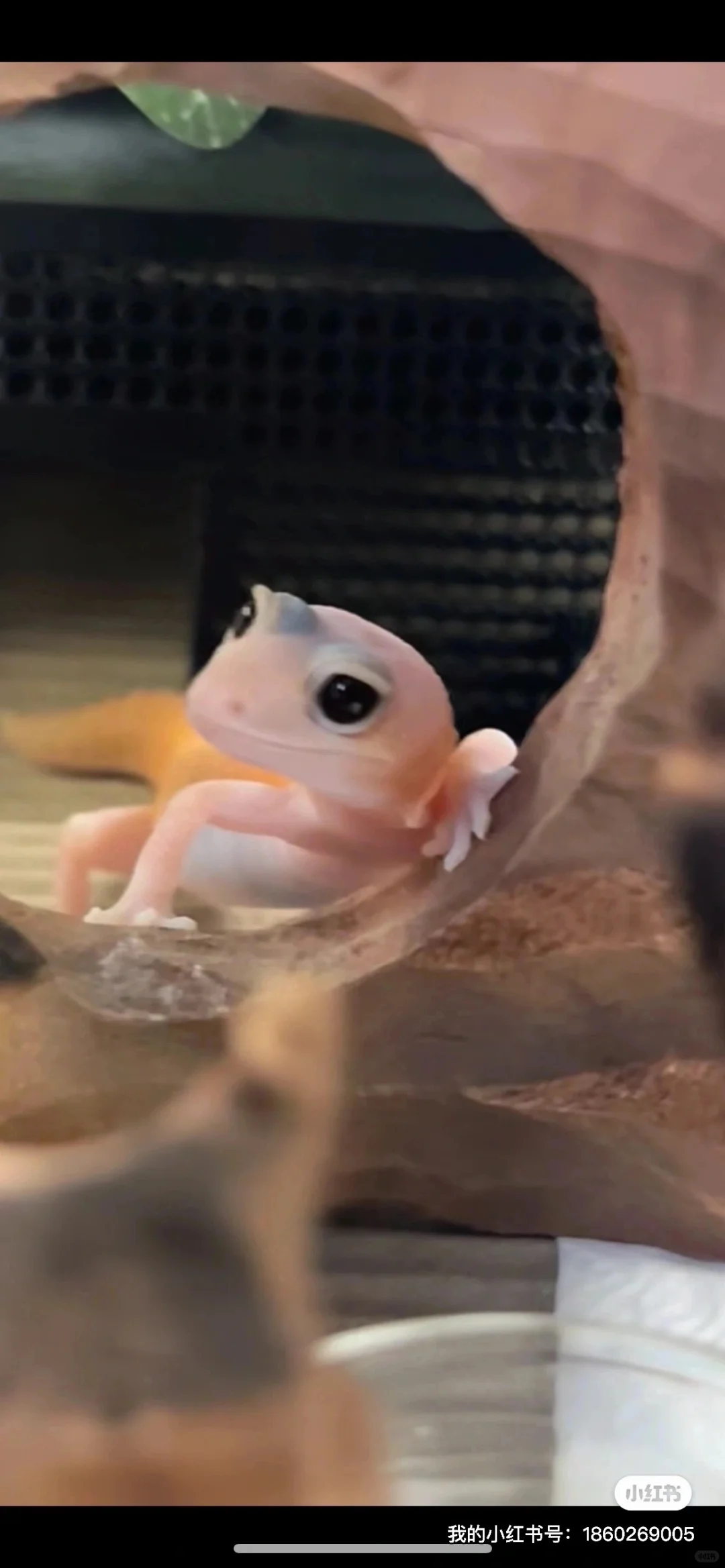 森苷粤菜(小滋补)和美食工厂合作啦