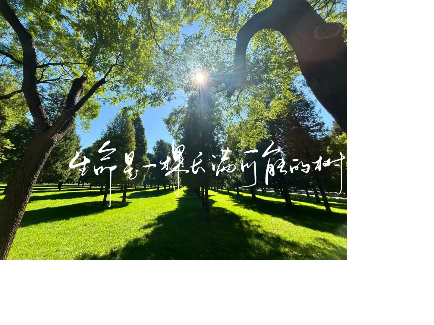 iPad壁纸｜满满生命力2025.03.25