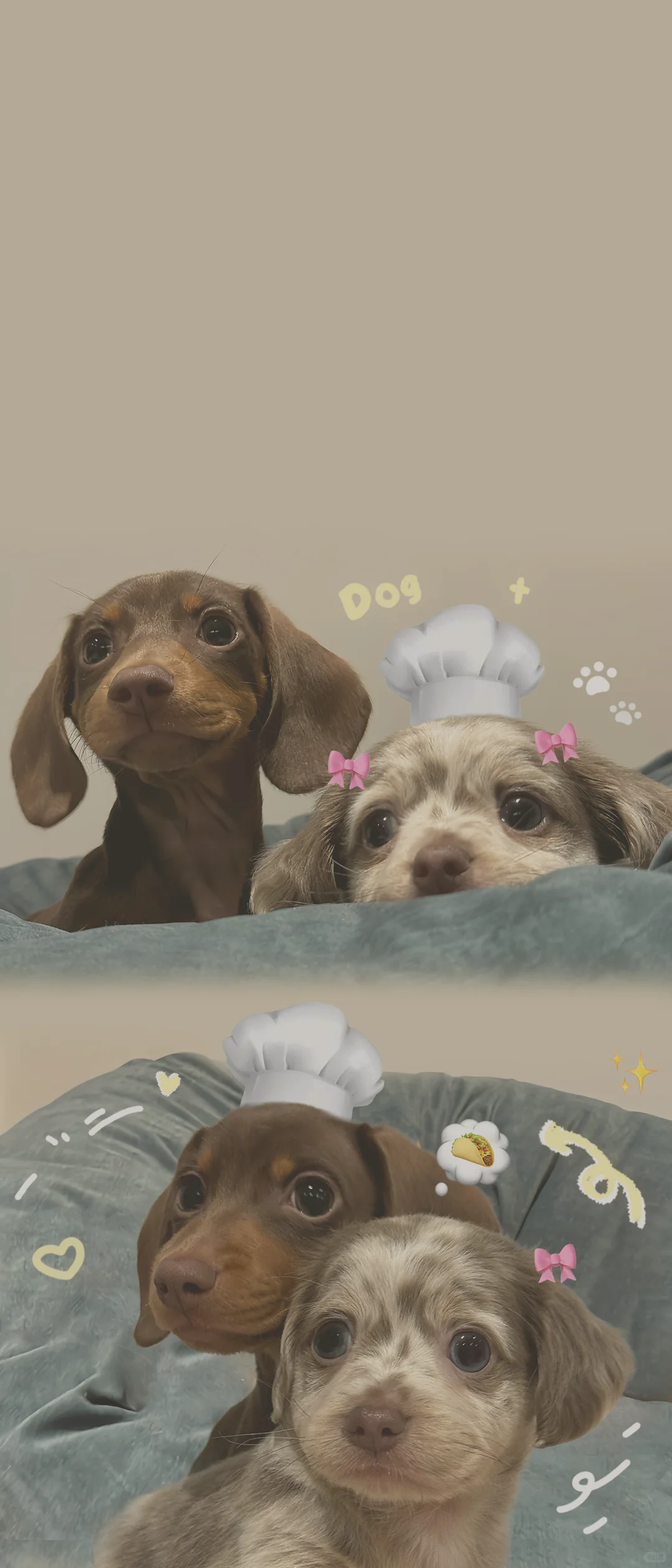 可爱腊肠小狗｜治愈系萌宠壁纸来啦🐾