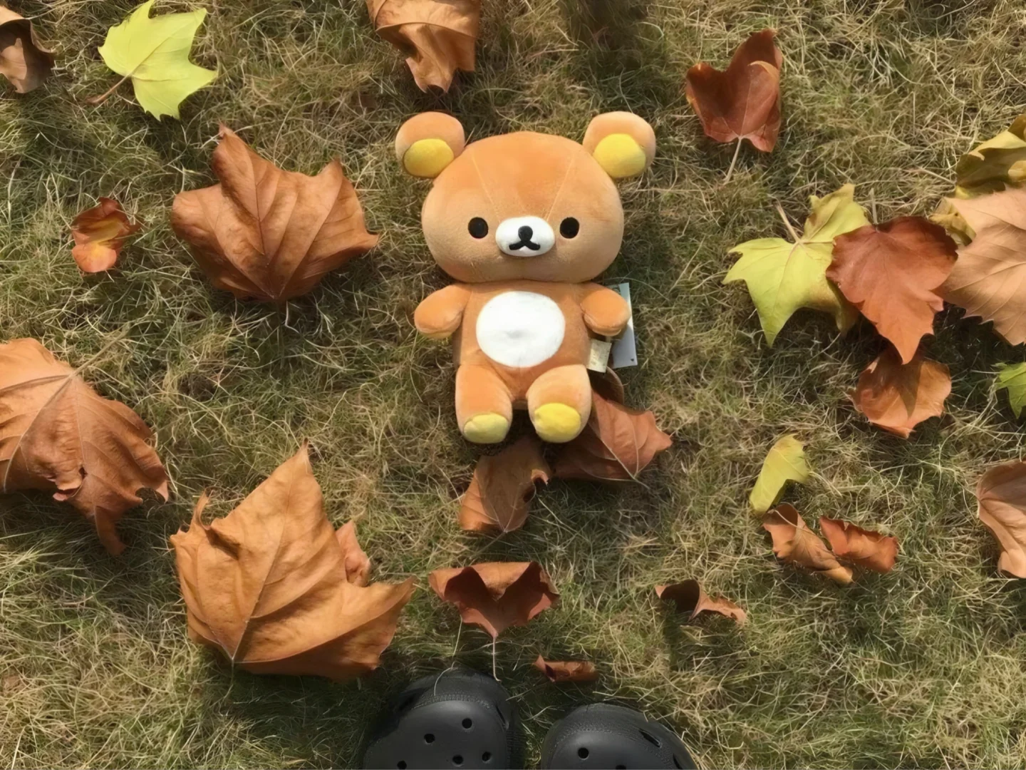 私藏已久的iPad轻松熊治愈系壁纸🧸✨太萌了