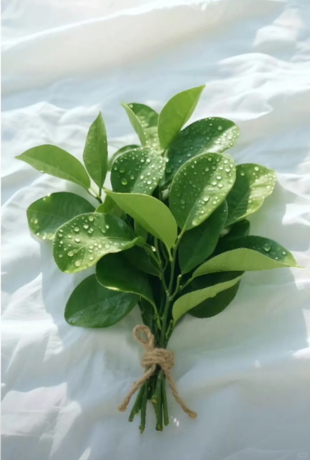 柚子叶🍃壁纸