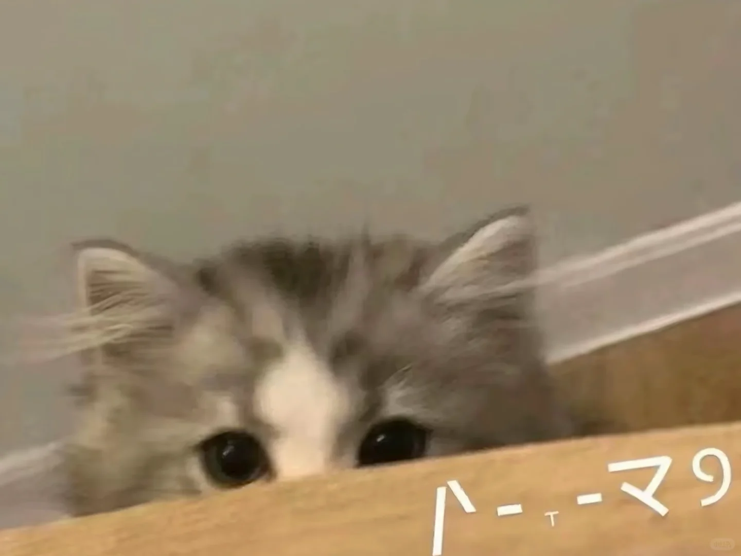 超治愈小猫🐈｜iPad 专属治愈壁纸｜生活感🐾