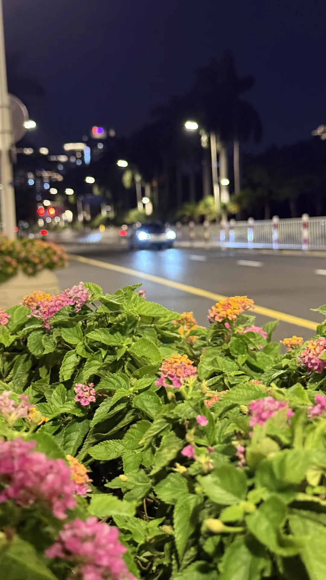 花儿呀，你如此娇艳
