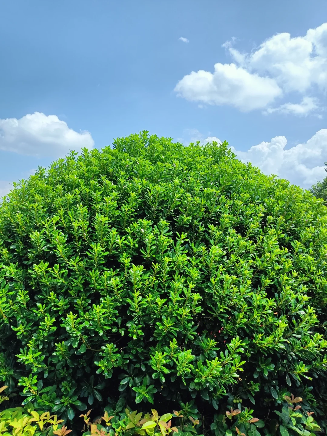 人美还是景色美