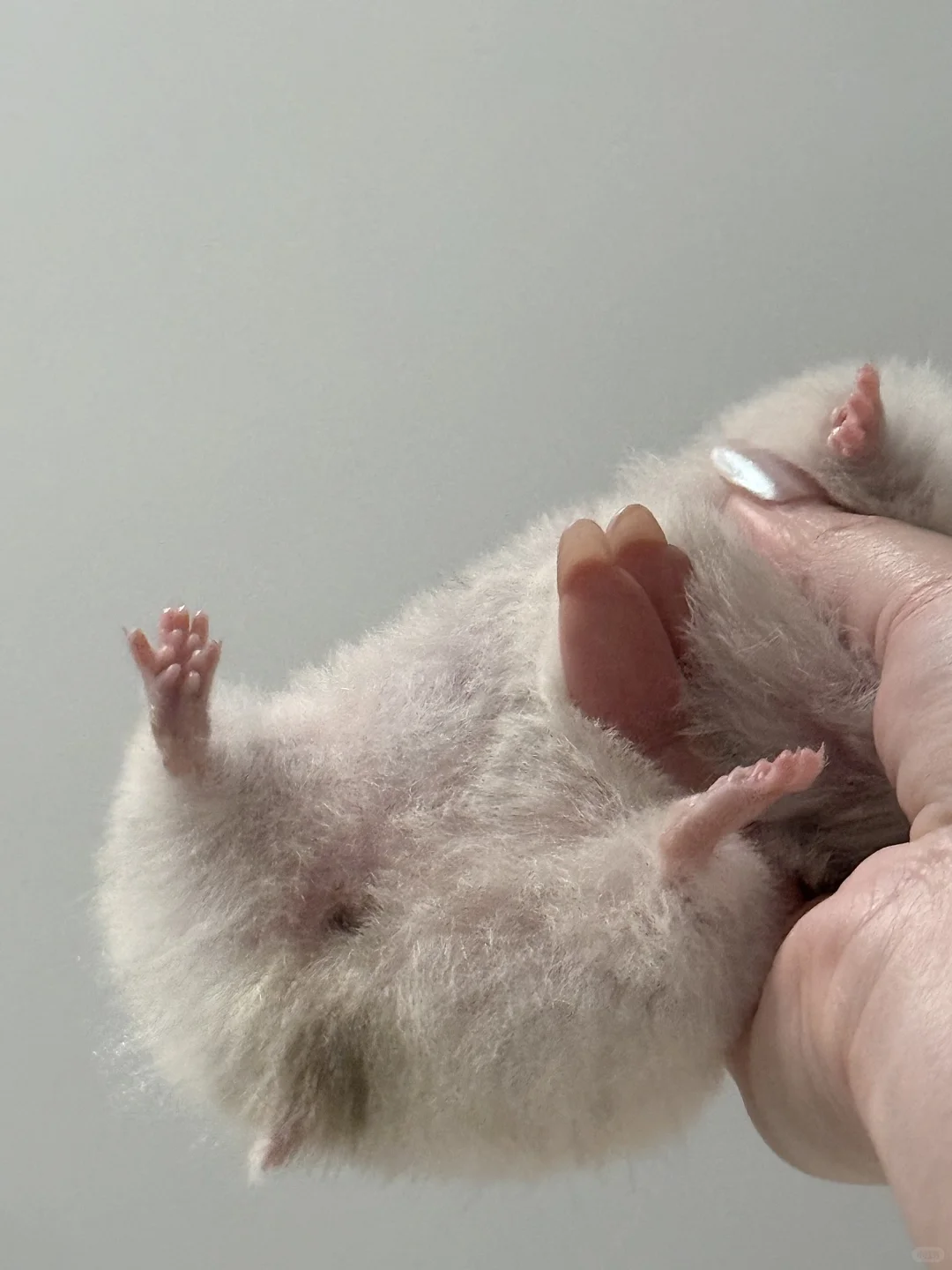 这是什么人间尤物?