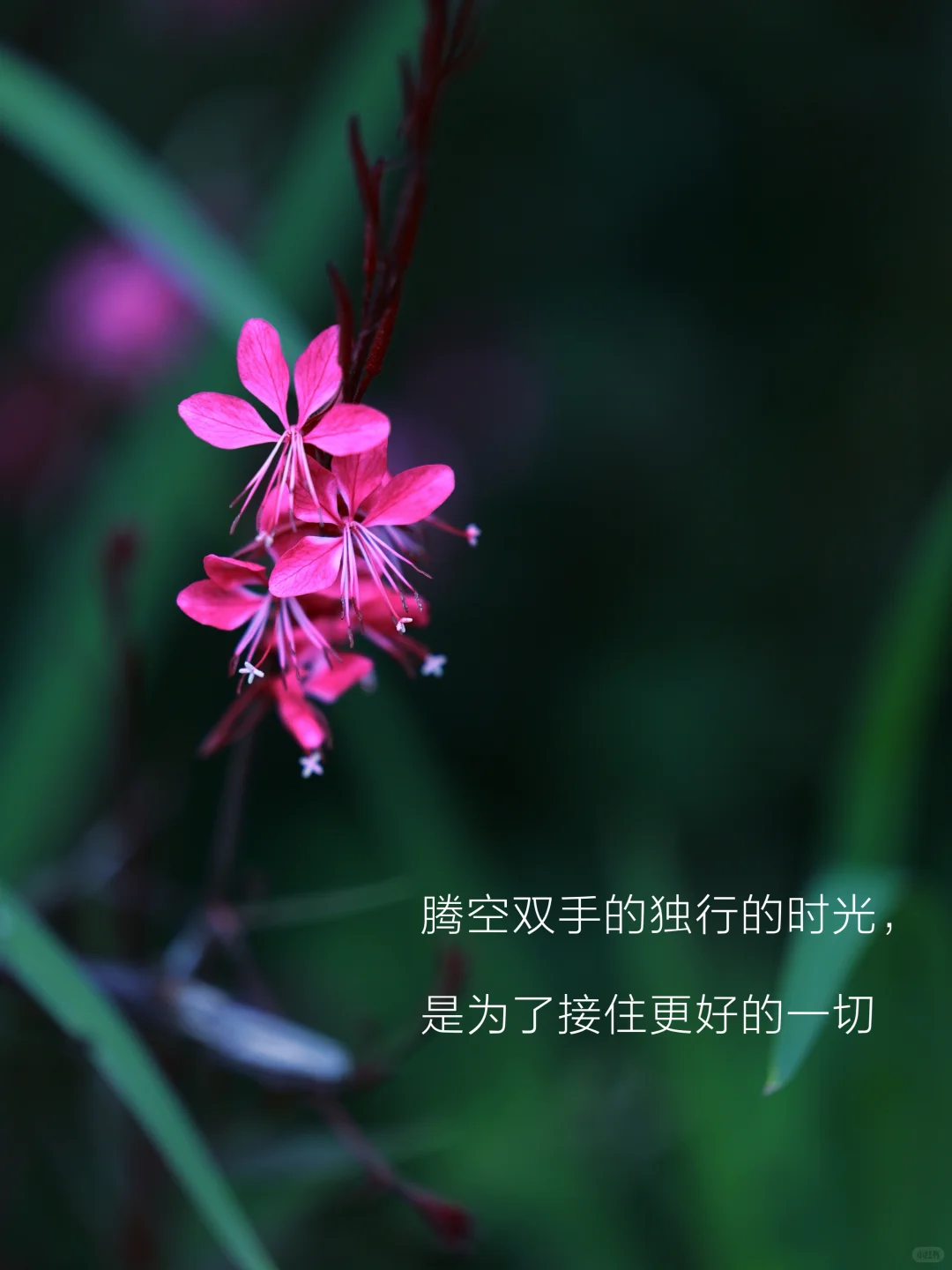 比起漂亮，向上的生命力更让人充满魅力