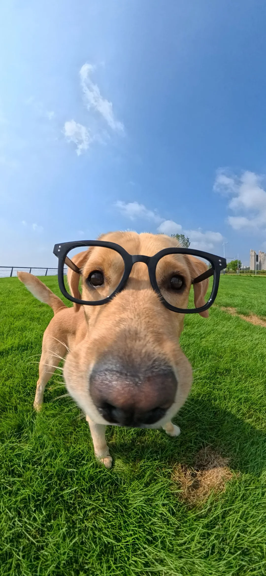 奈斯壁纸|iOS26 3D空间壁纸 动物篇