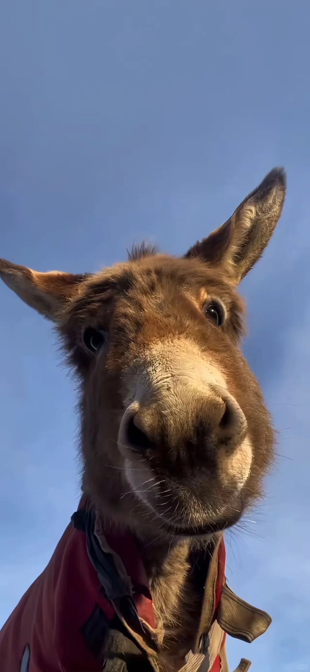 奈斯壁纸|iOS26 3D空间壁纸 动物篇