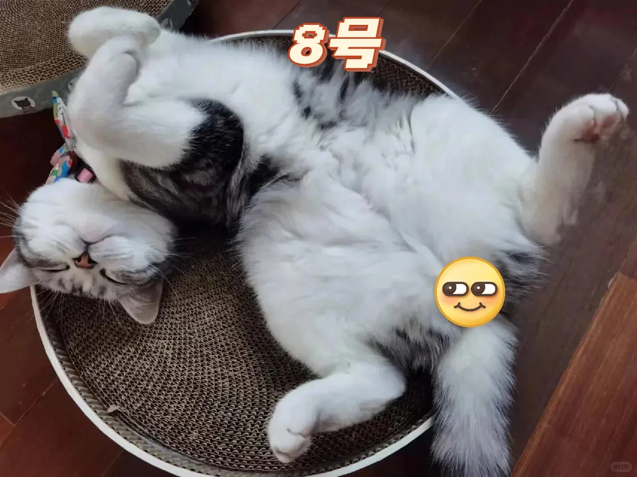 你会选几号？最妖娆睡姿的小猫评选