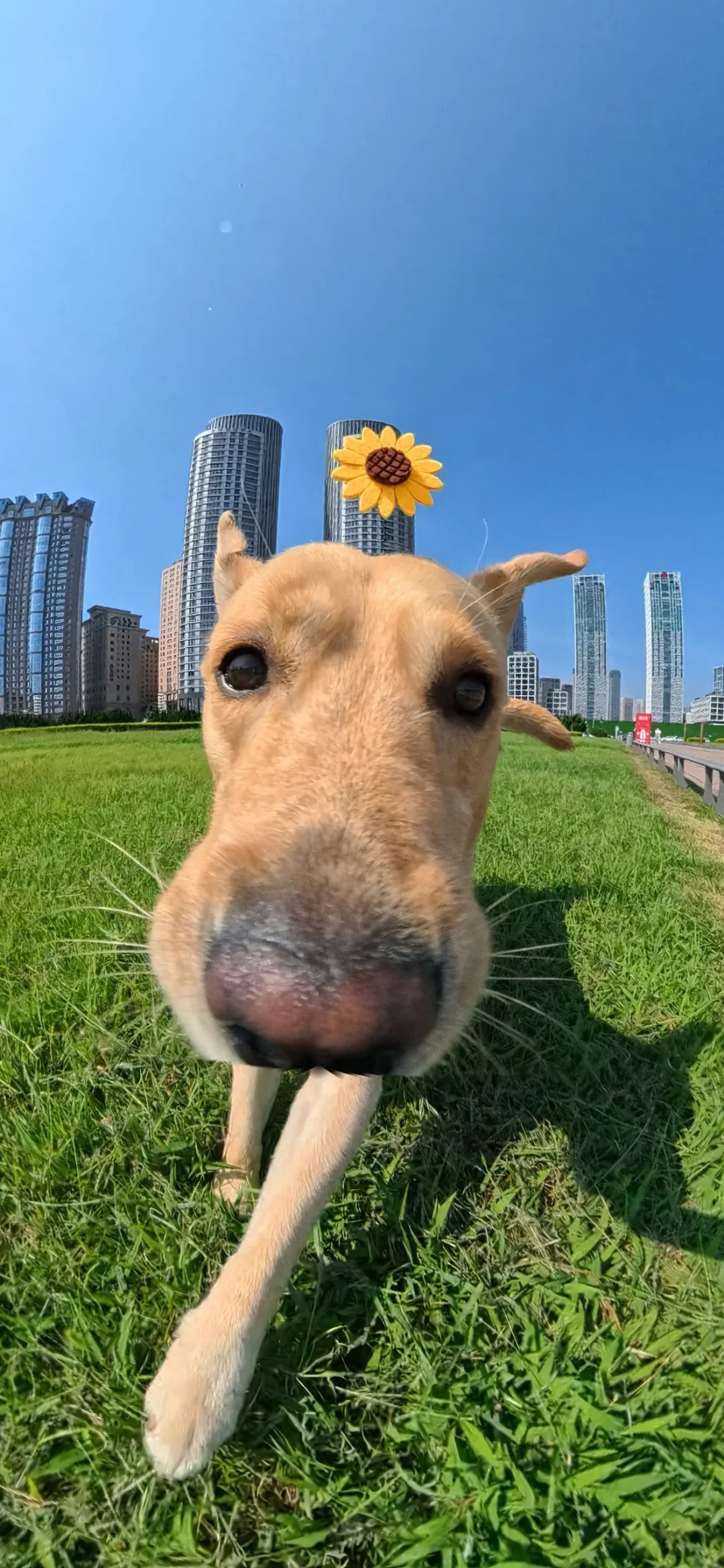 奈斯壁纸|iOS26 3D空间壁纸 动物篇