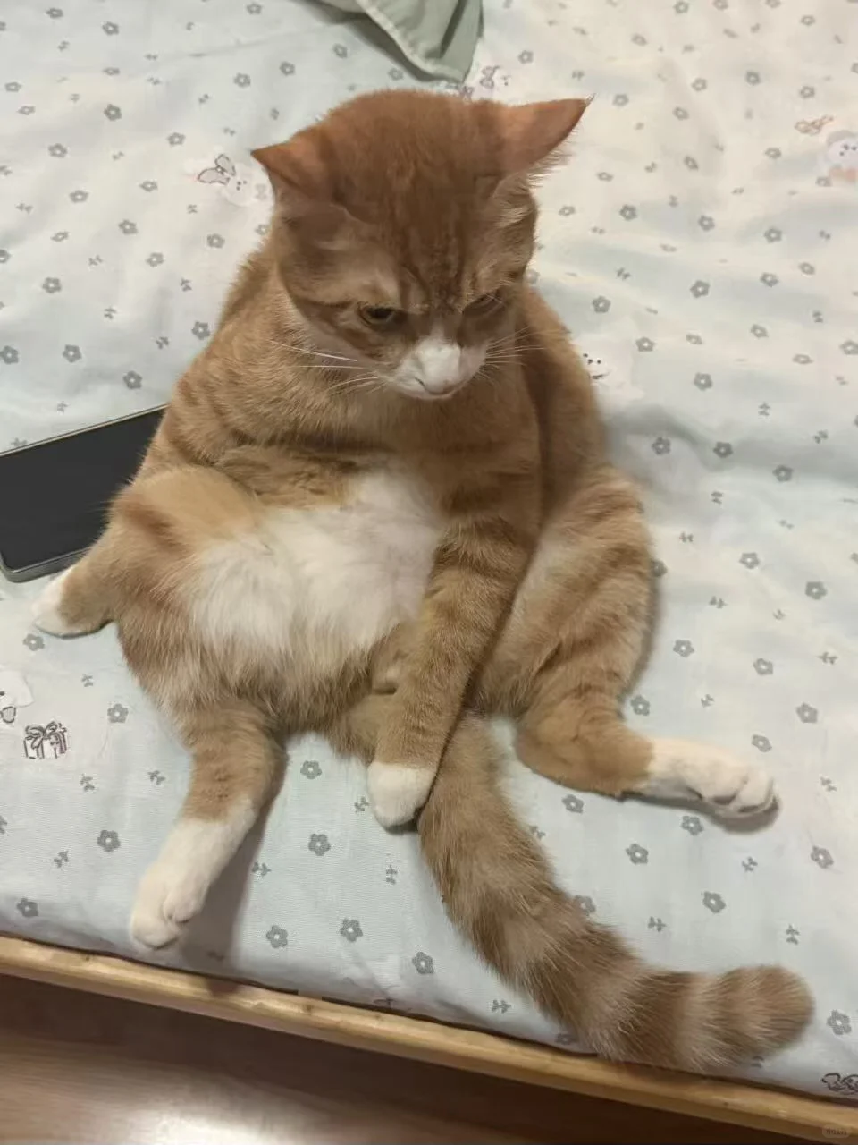女儿养的猫，坐姿挺妖娆