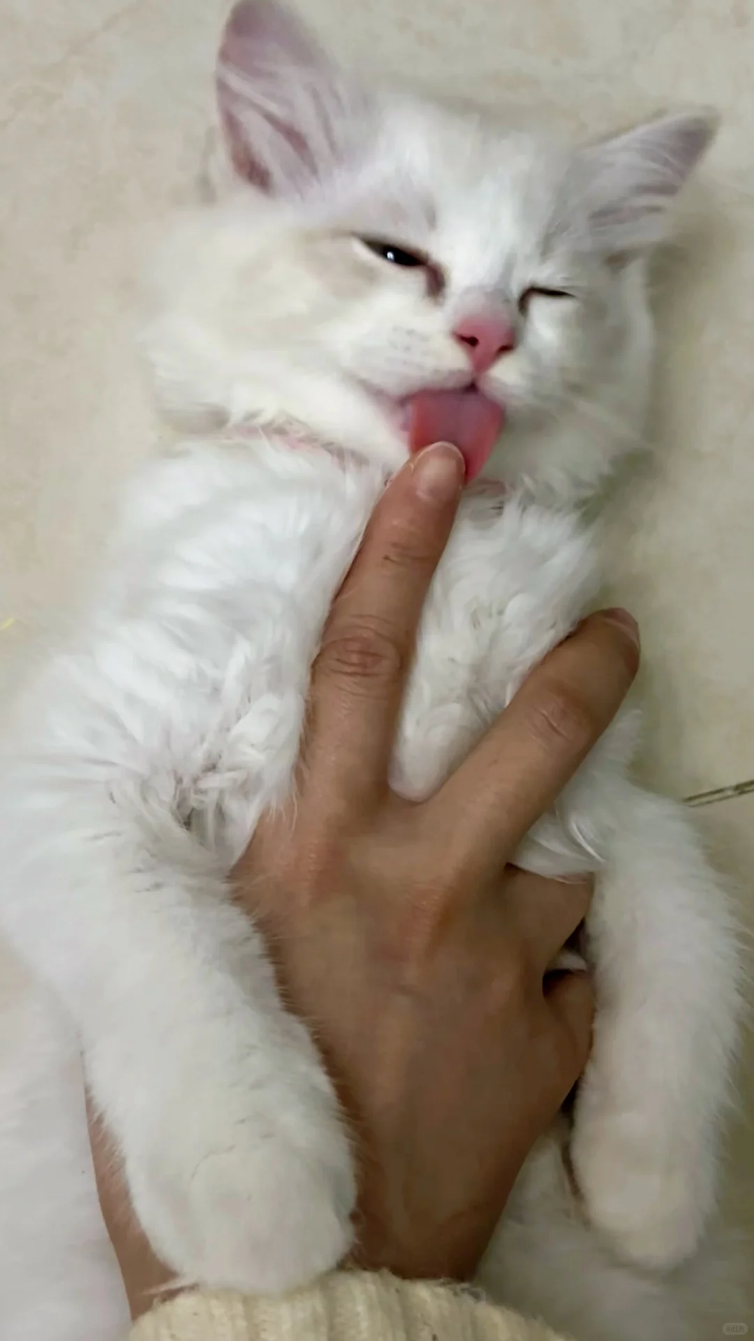 能吃能睡能撒娇能抛媚眼