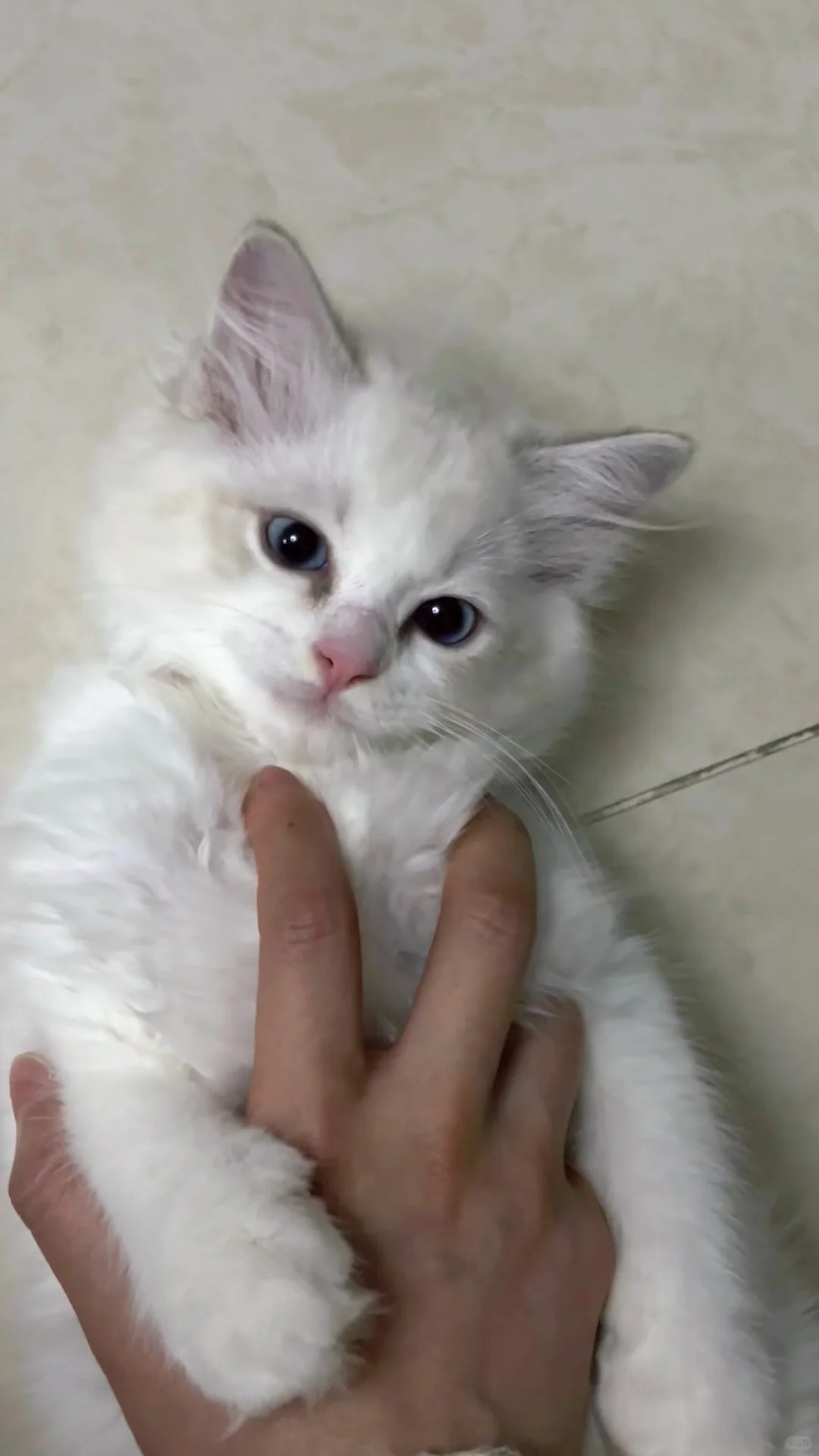 能吃能睡能撒娇能抛媚眼