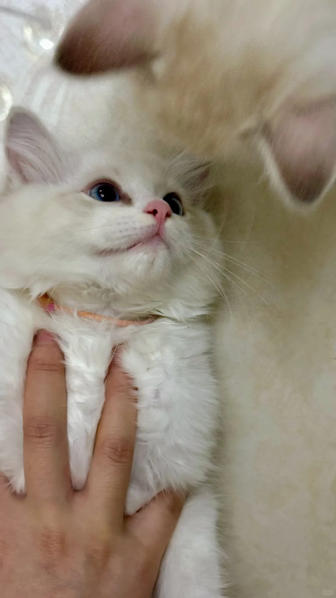 能吃能睡能撒娇能抛媚眼