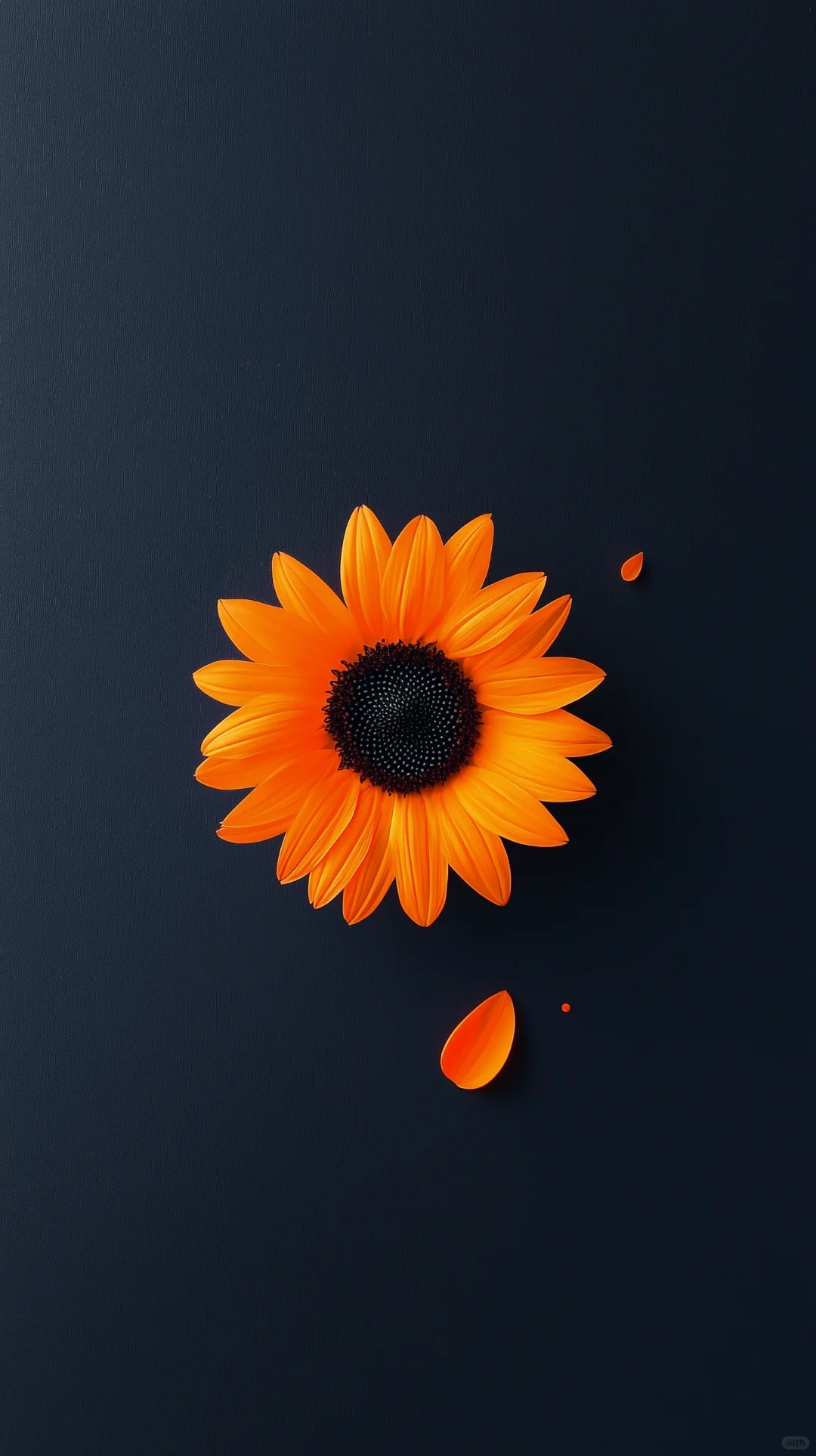 一夏的阳光🌻🌻🌻