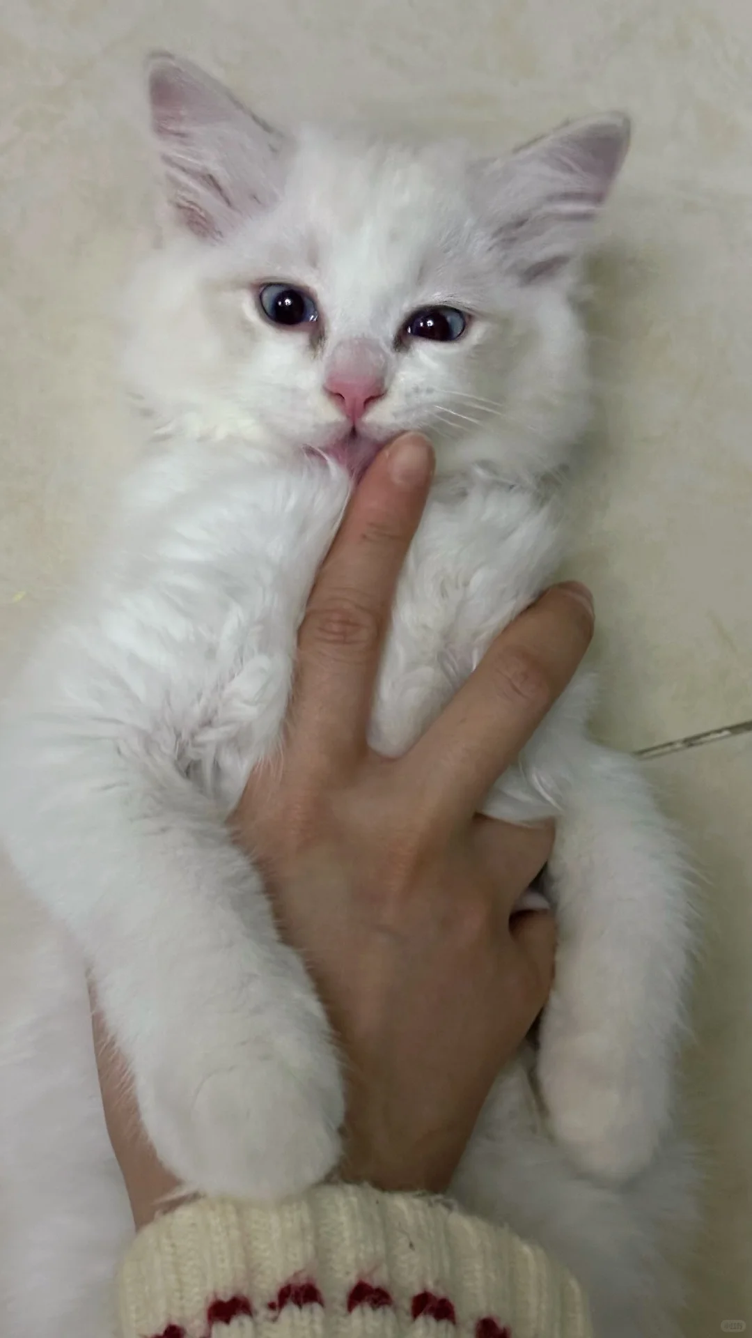 能吃能睡能撒娇能抛媚眼