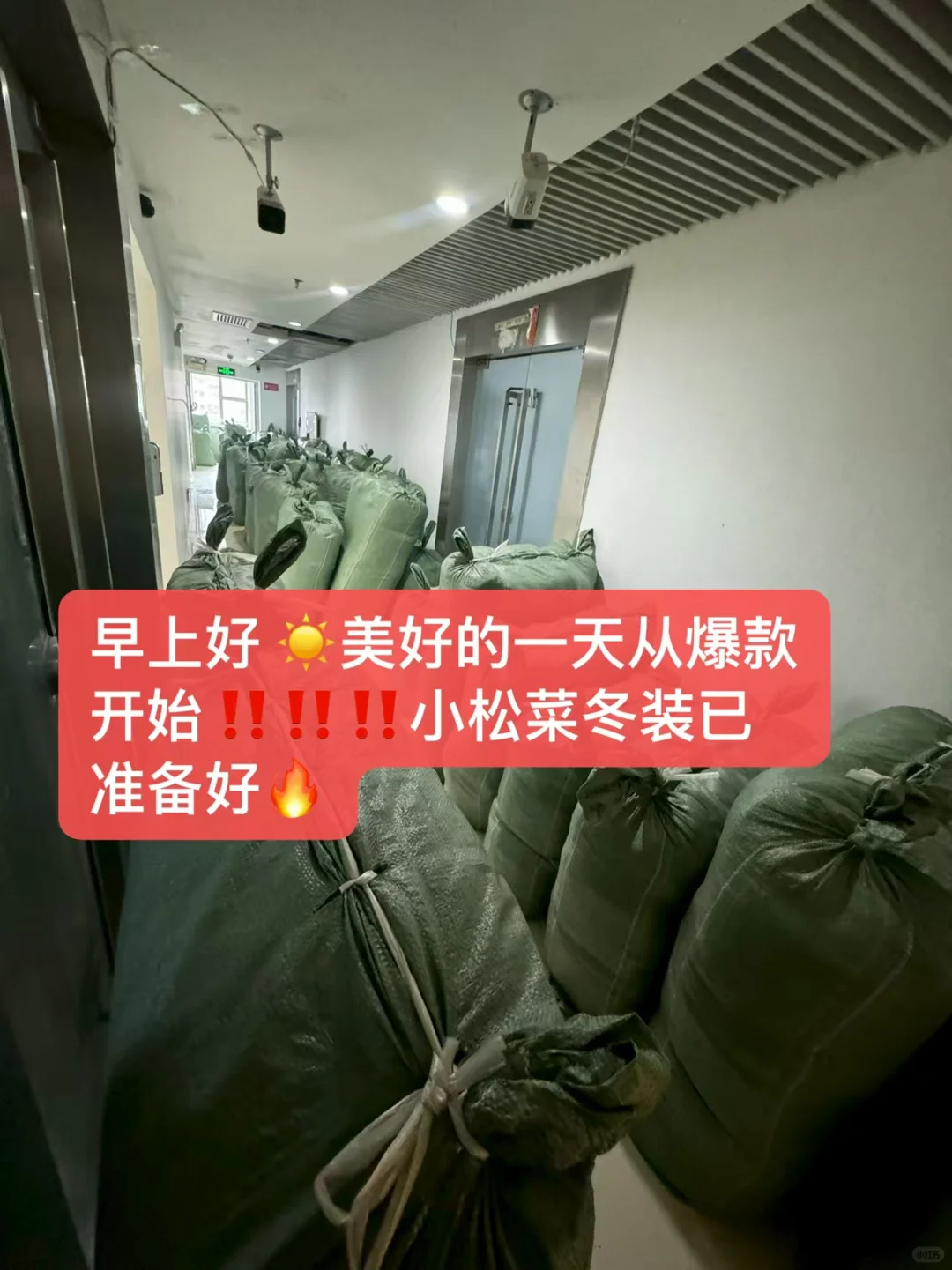 小松菜冬装已准备好、早上好、美好的一天从