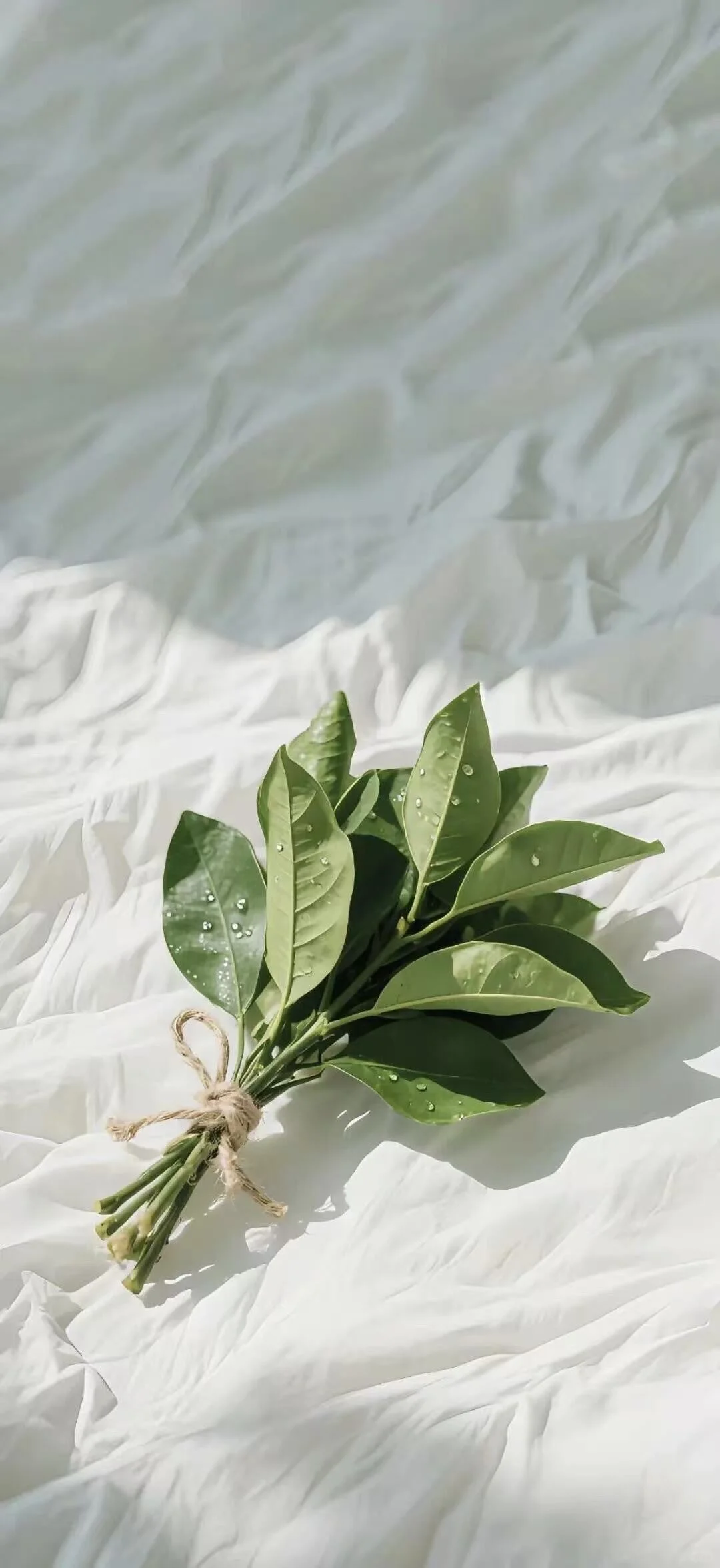 玄学来啦,露思同款柚子叶高清壁纸