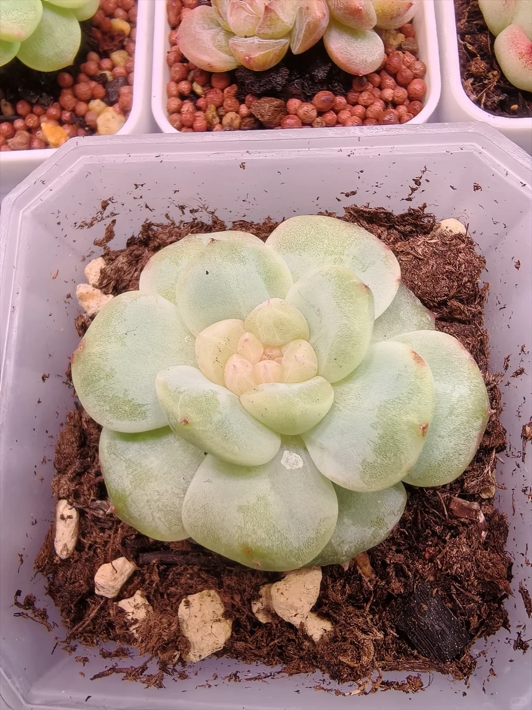 昨晚泡了大水,今天个个娇艳欲滴