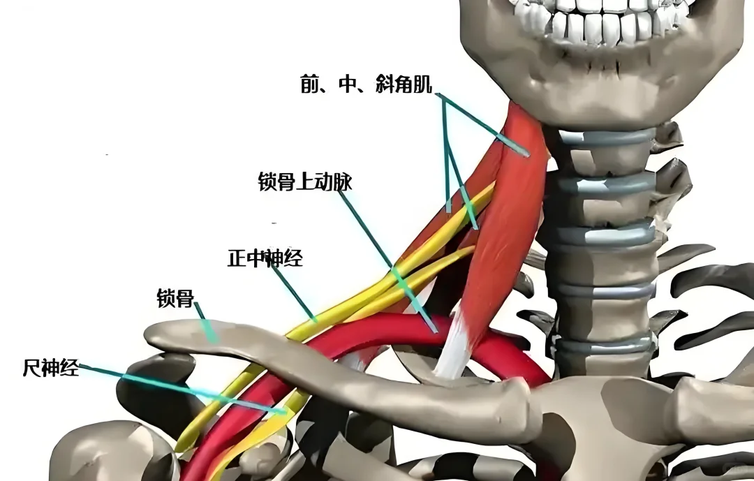 天鹅颈一字肩终极密钥！锁骨的S型美学力學