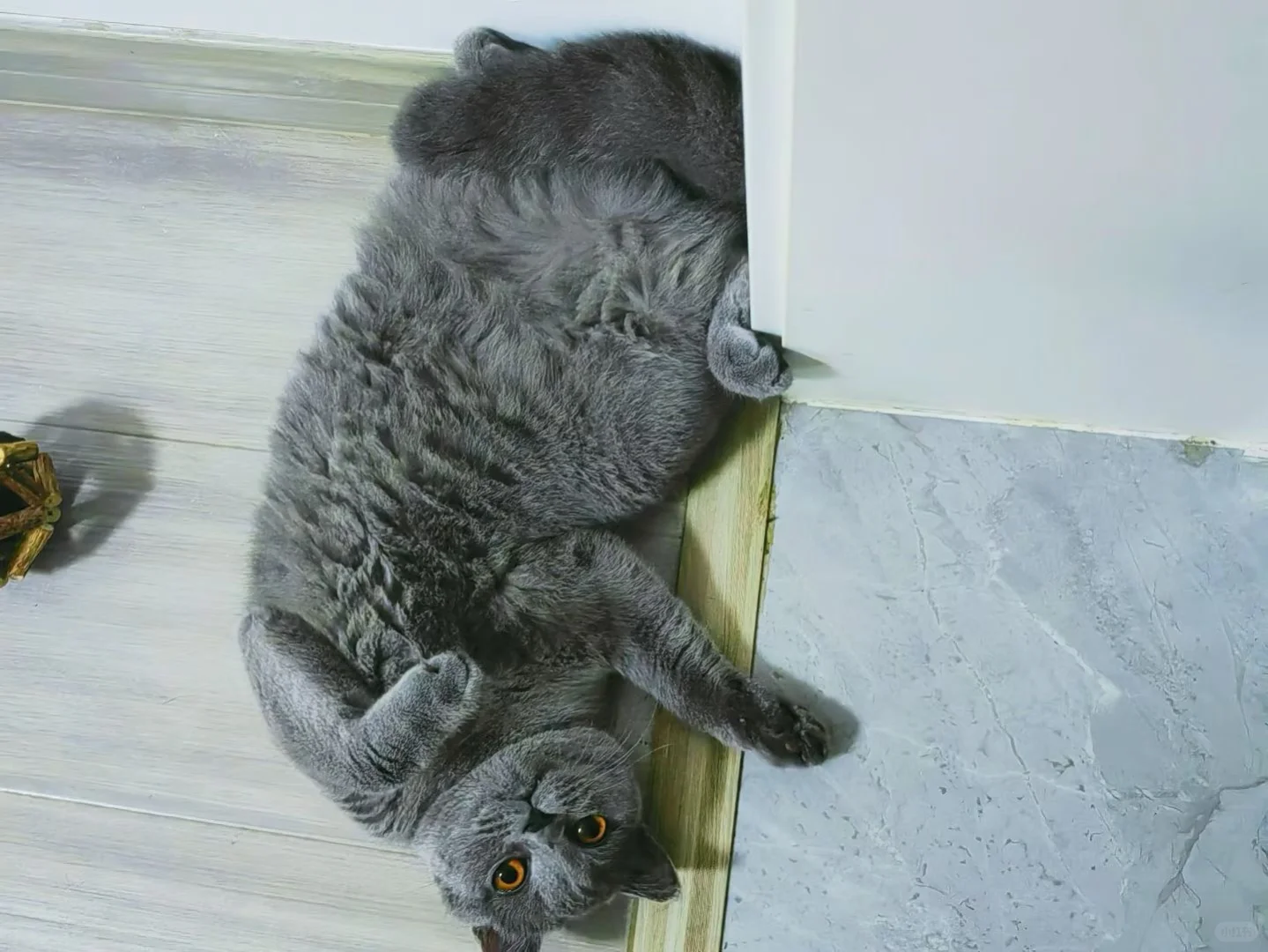 挑战睡觉最妖娆的猫咪🐱申请出战🙋