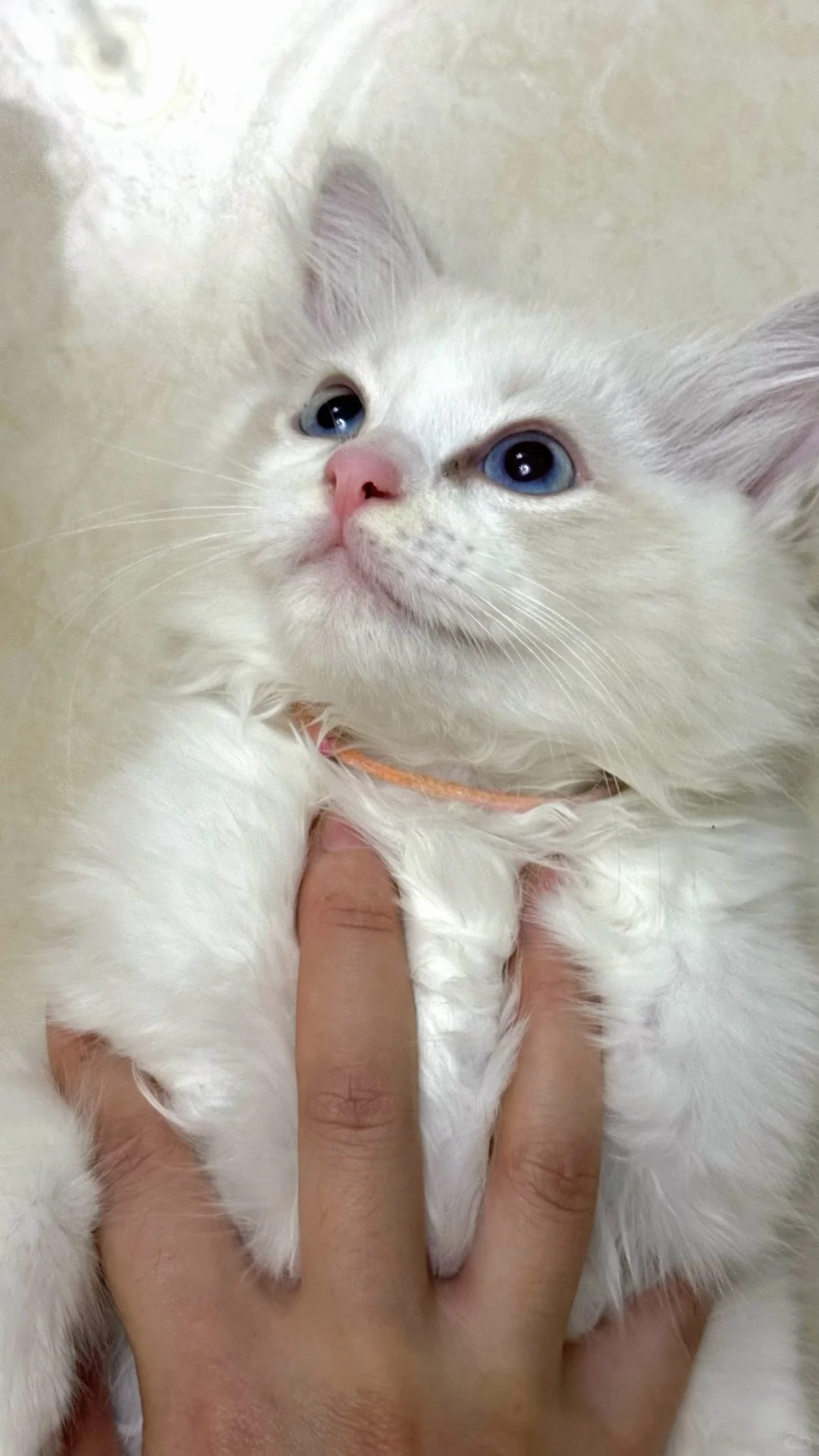 能吃能睡能撒娇能抛媚眼