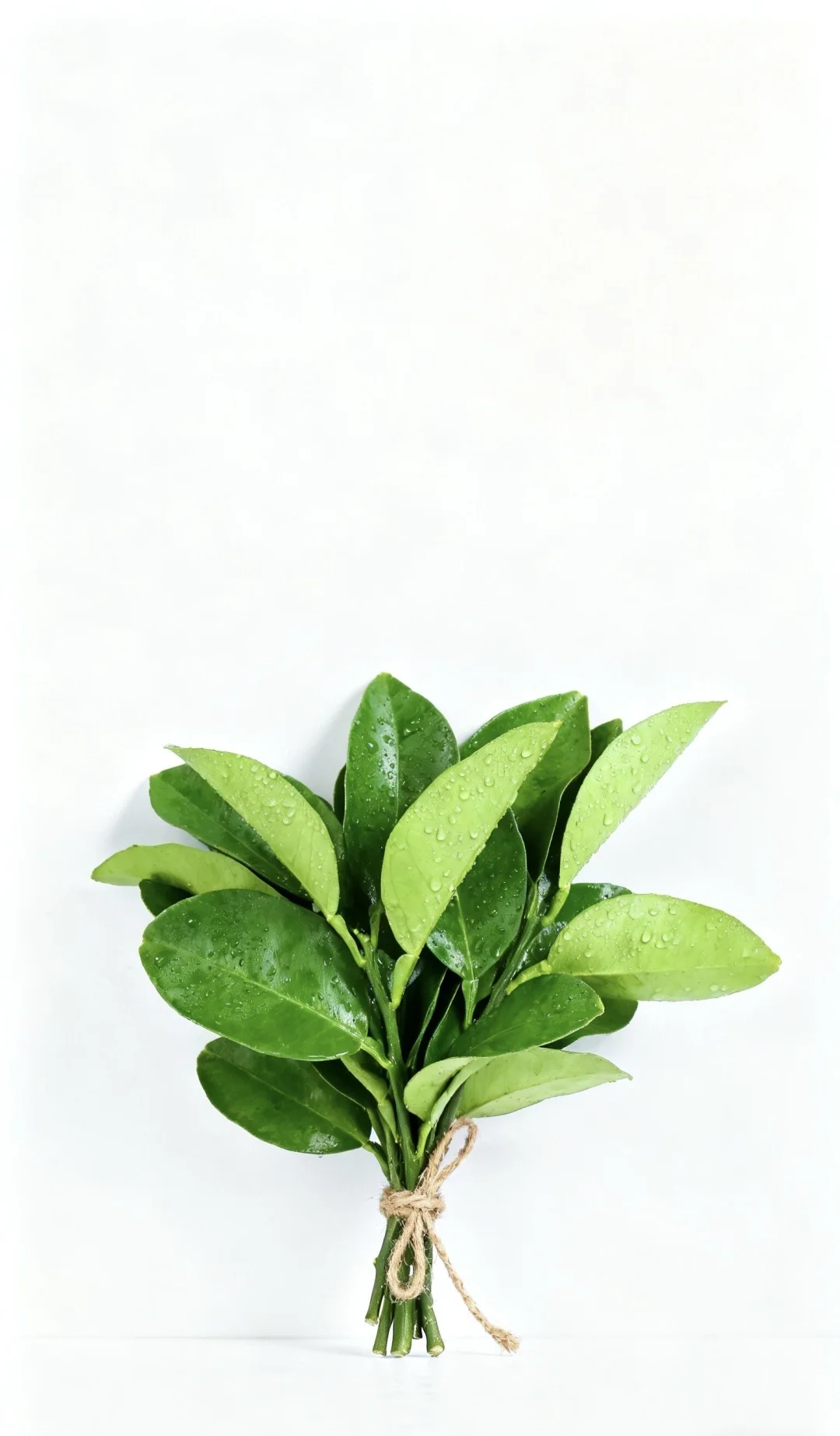 玄学来啦,露思同款柚子叶高清壁纸