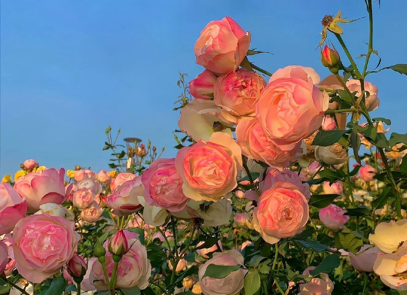 𝐬𝐡𝐚𝐫𝐞|超好看的治愈系iPad壁纸