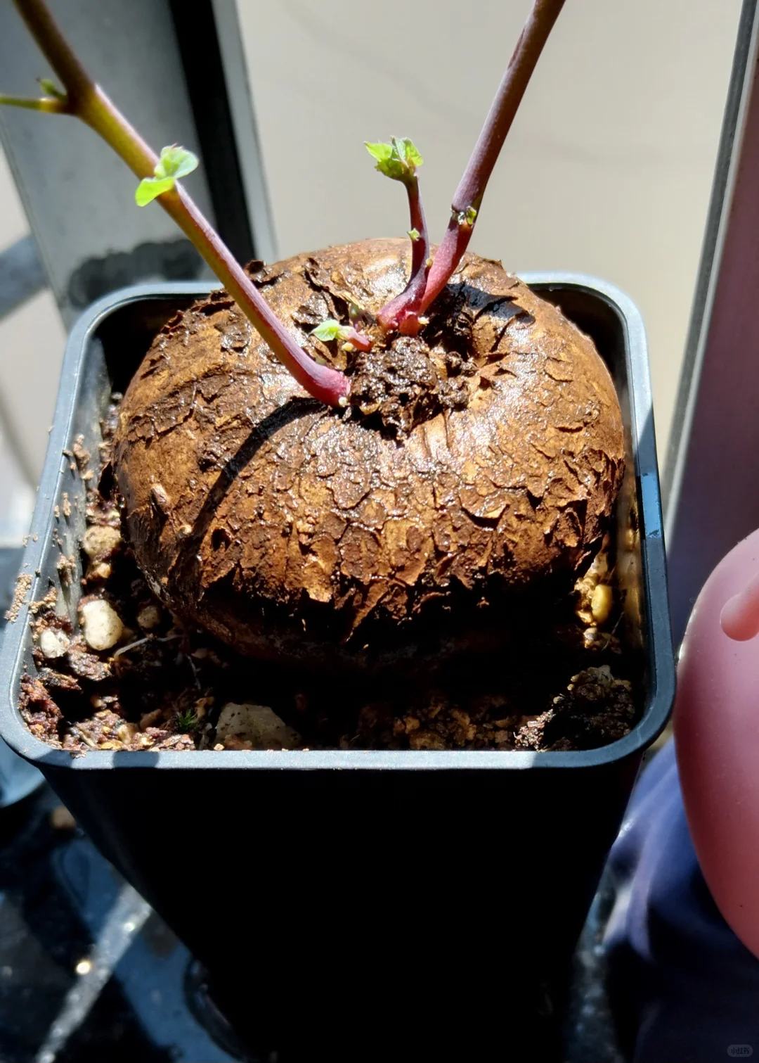 山烏龜和女人一樣 弄濕了更嬌艷😂