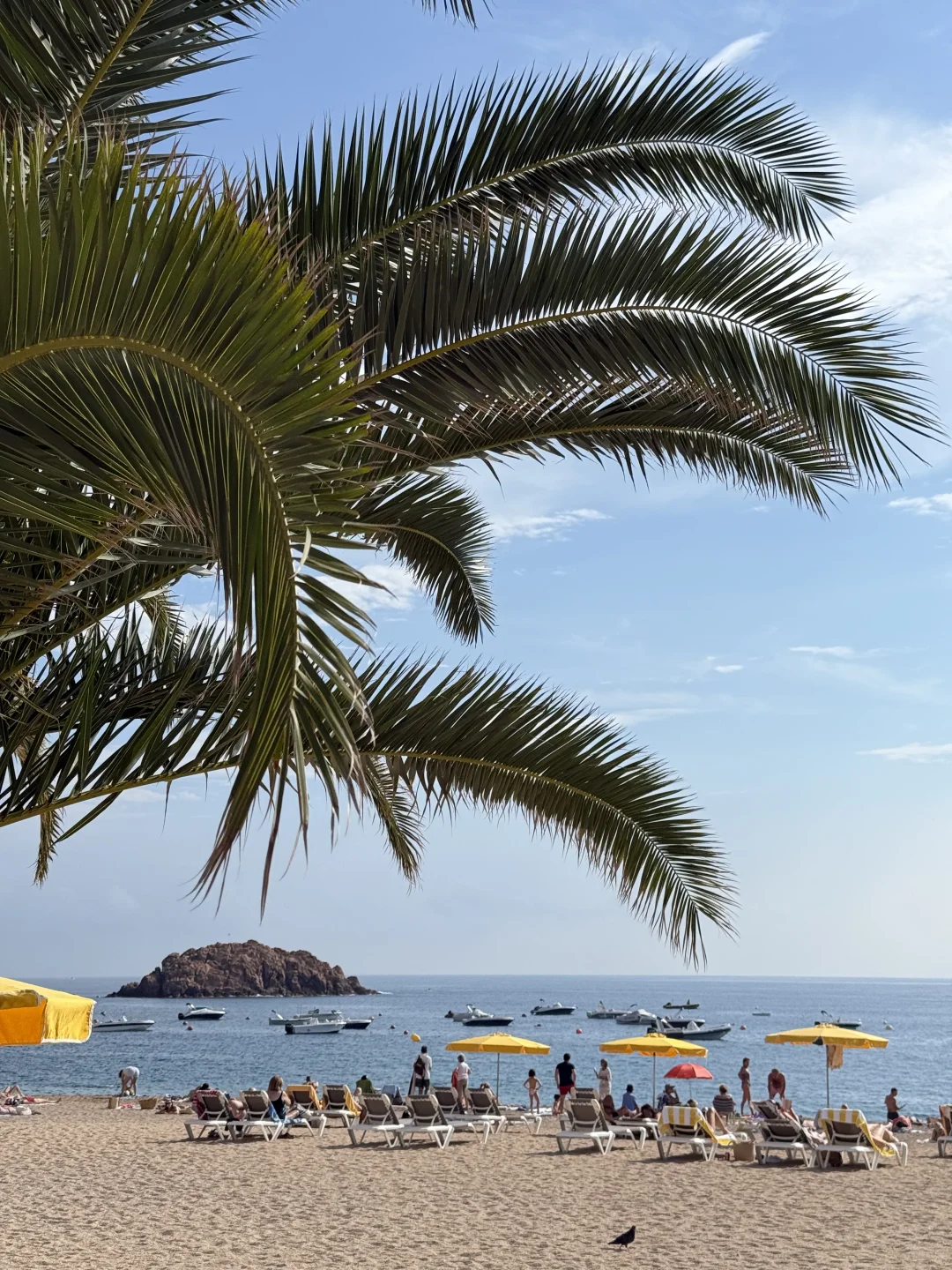 Palma自由海岛女孩🐚