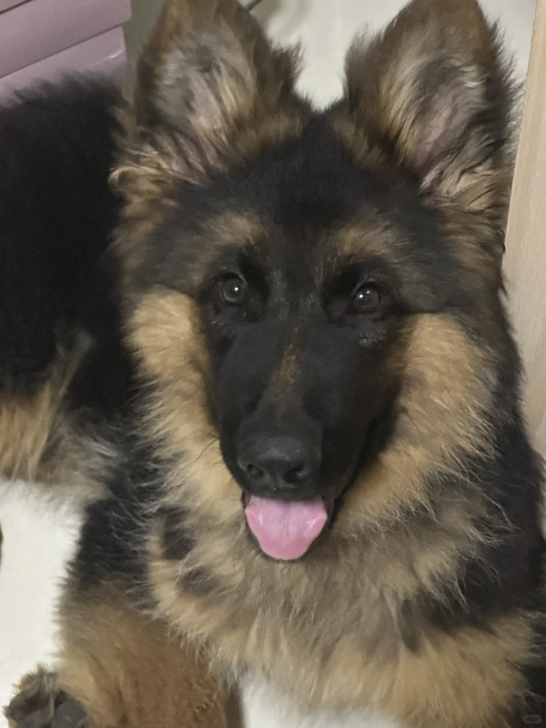 狗小时候