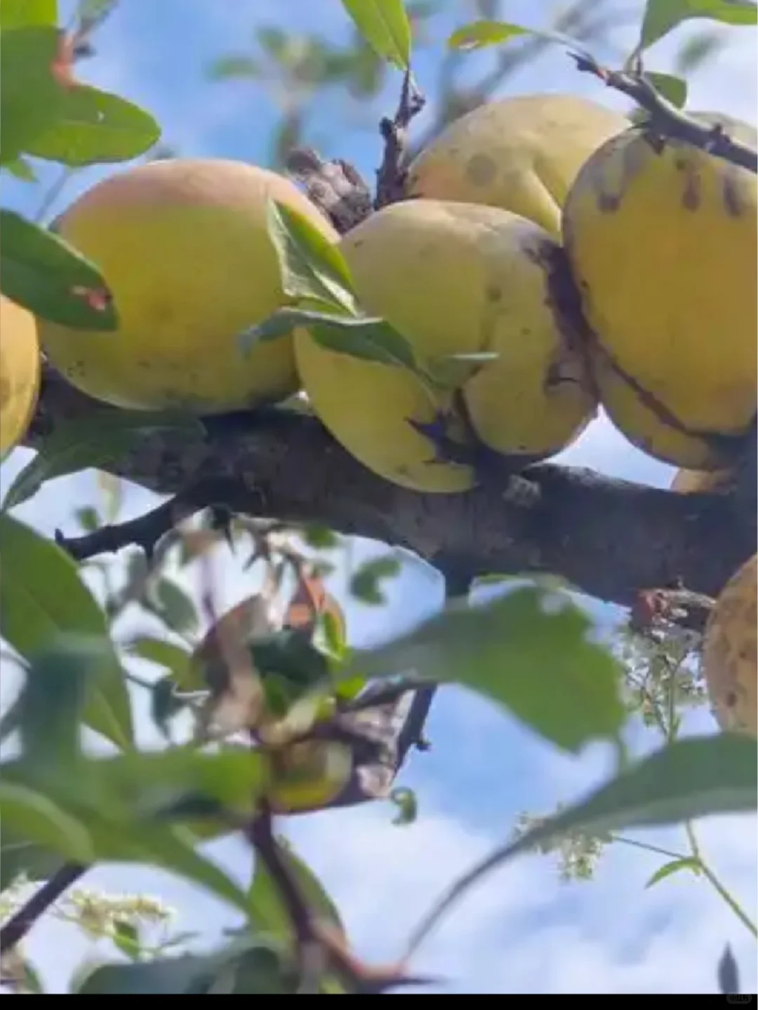 每天认识一种中草药:酸木瓜
