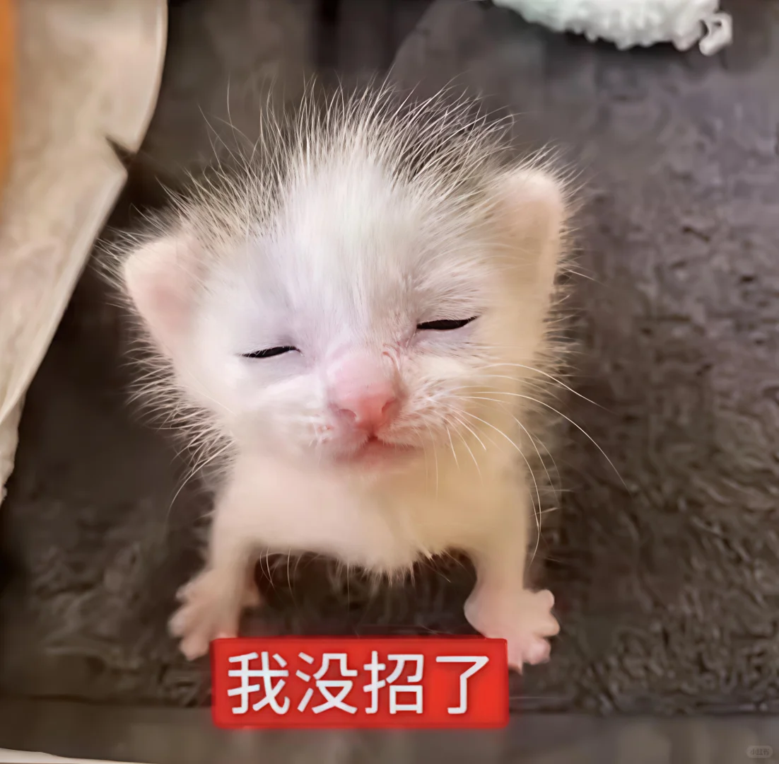 哈喽 有什么烦心事咪 ᳐ ᳐੭゙