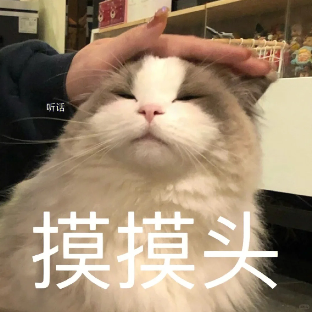超实用的猫猫聊天表情包