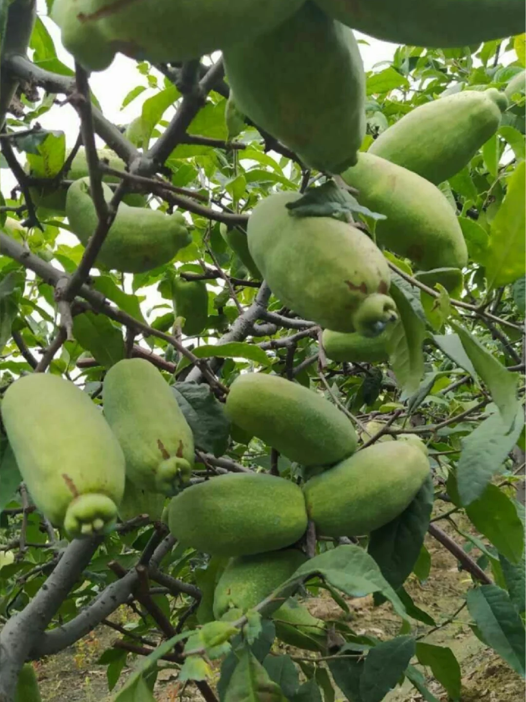 每天认识一种中草药:酸木瓜