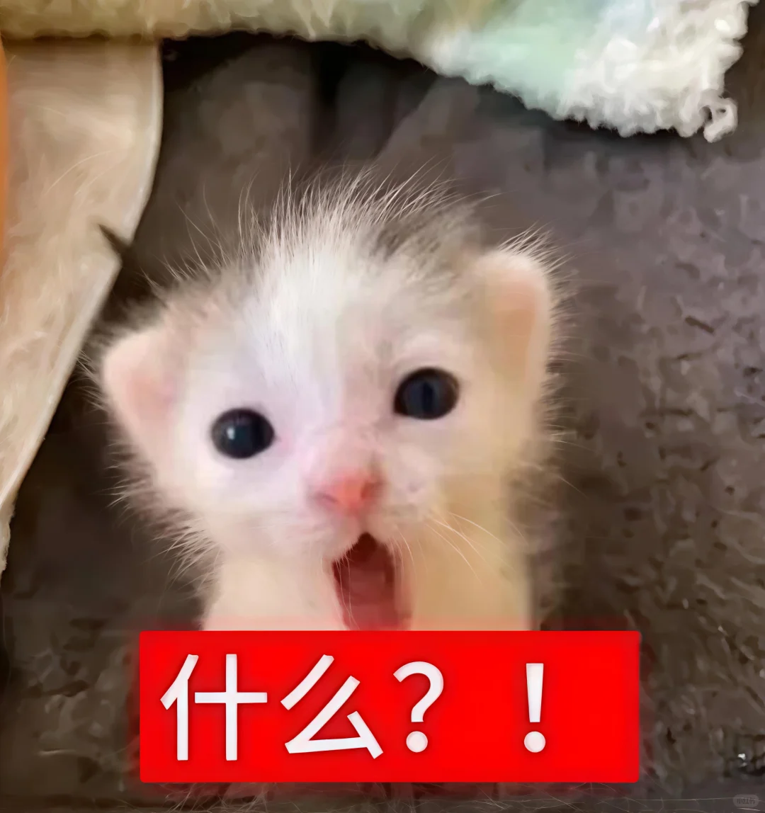 哈喽 有什么烦心事咪 ᳐ ᳐੭゙