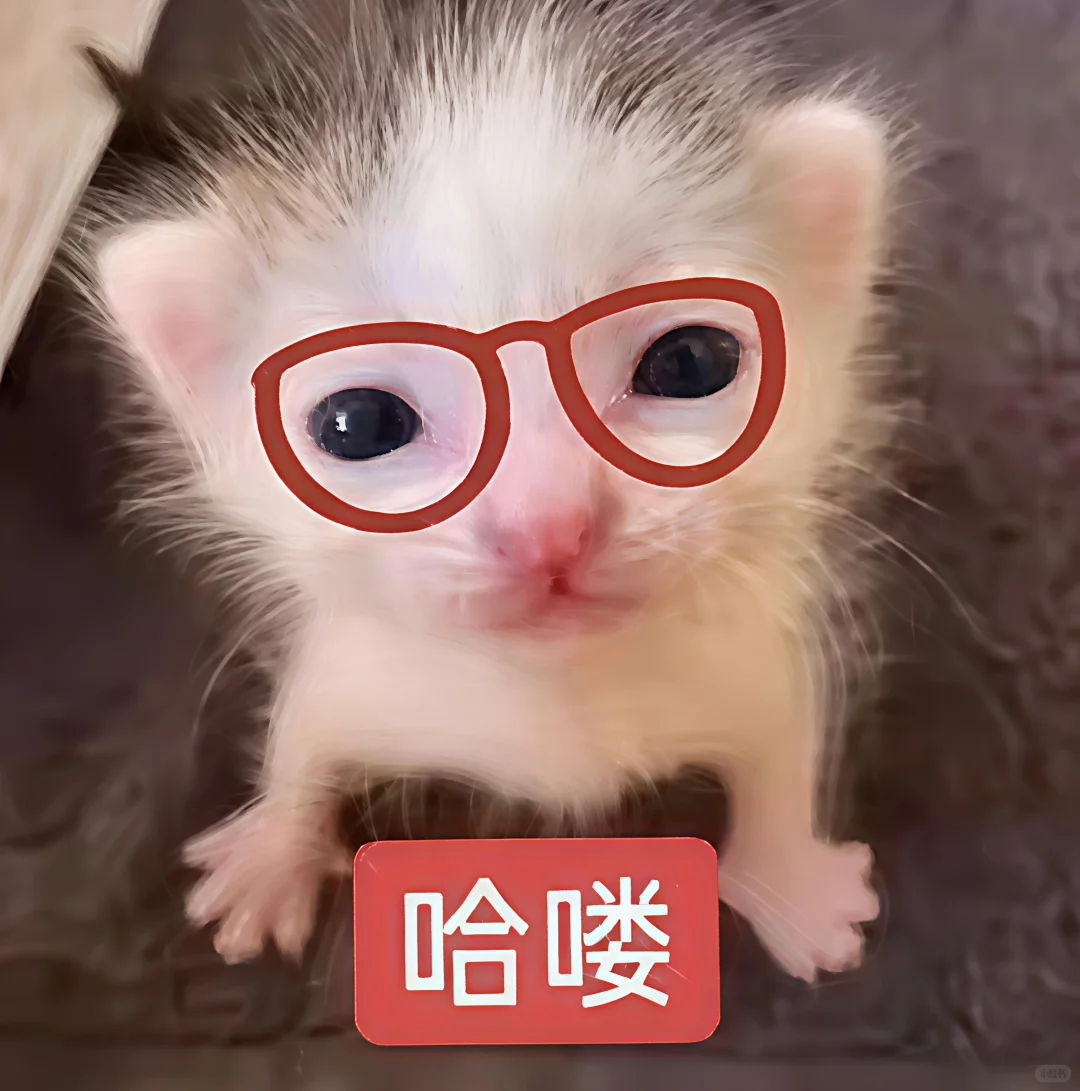 哈喽 有什么烦心事咪 ᳐ ᳐੭゙