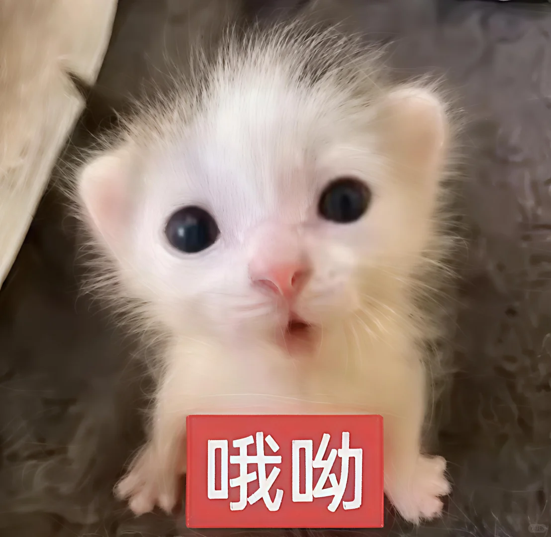 哈喽 有什么烦心事咪 ᳐ ᳐੭゙