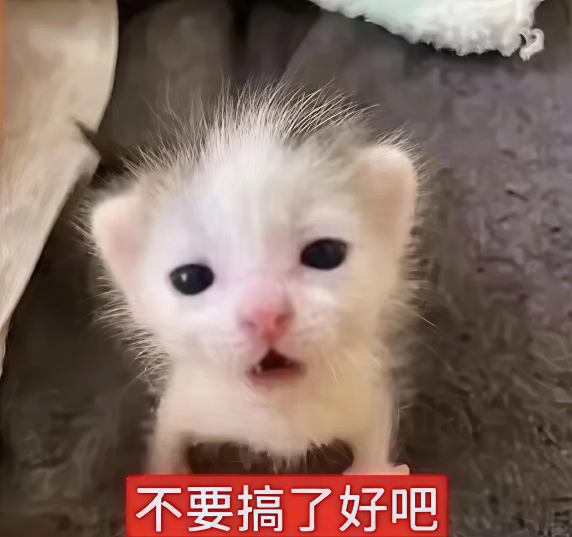 哈喽 有什么烦心事咪 ᳐ ᳐੭゙