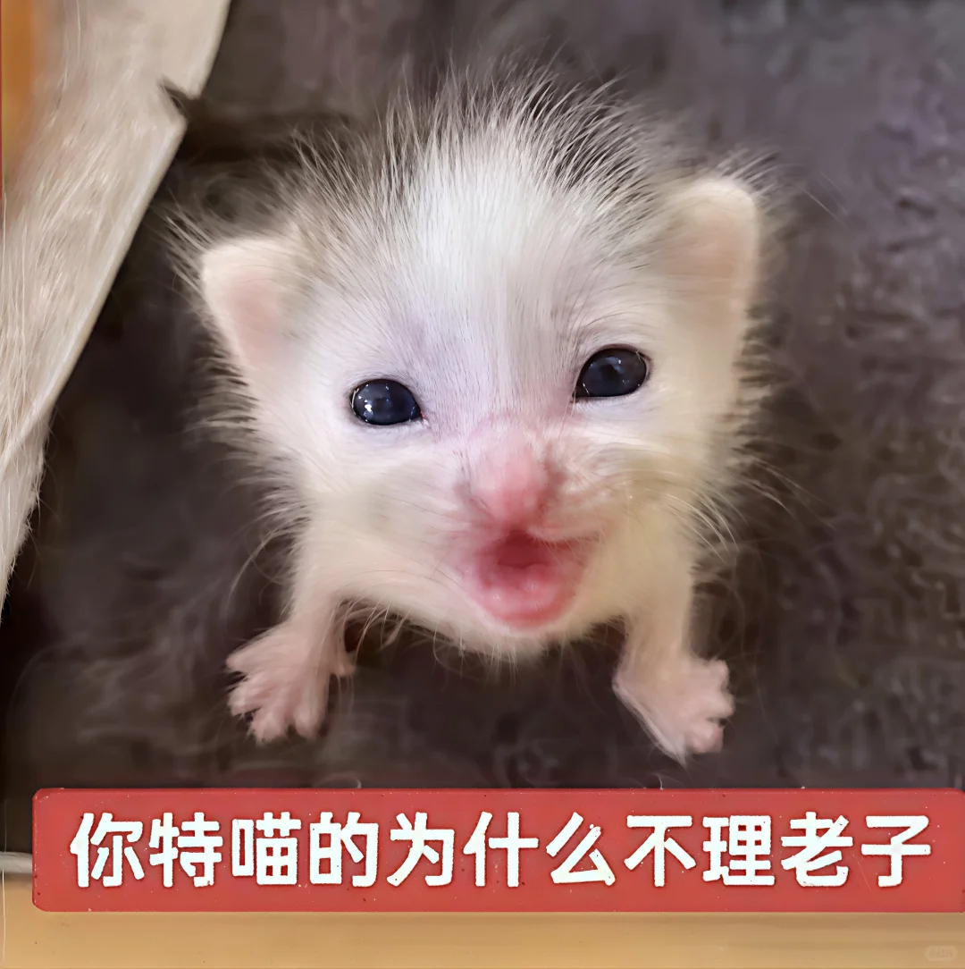 哈喽 有什么烦心事咪 ᳐ ᳐੭゙