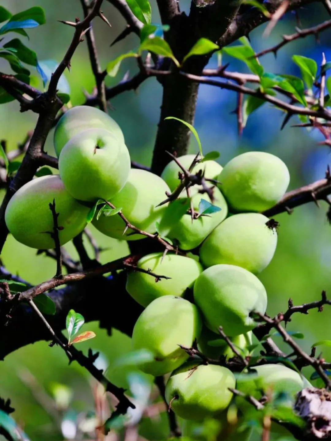 每天认识一种中草药:酸木瓜